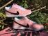 Nike DUNK SB Low Skateboarding Shoes Lifestyle Unisex Shoes Pink Black 833474-601